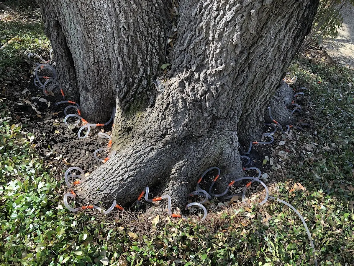 Detailed Tree Cabling and Bracing job site in Trimble