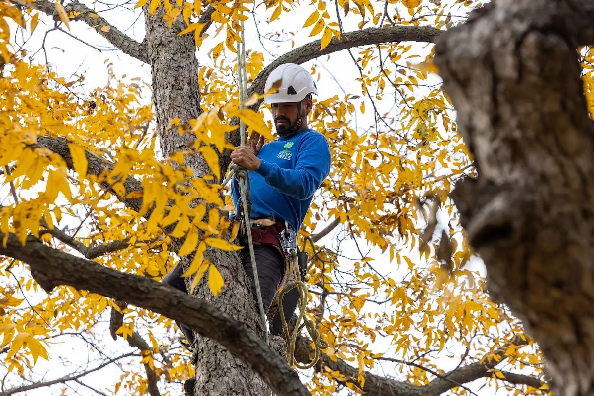 Skilled Tree Trimming crew working in Trimble